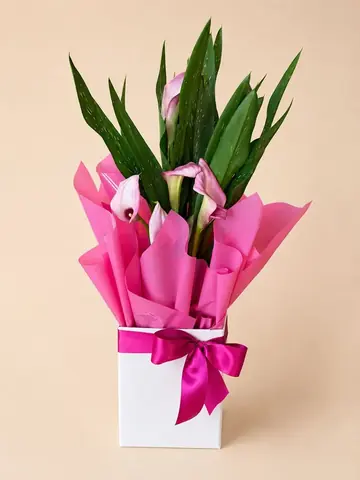 Vaso de kallas cor de rosa no cachepô branco com laço pink